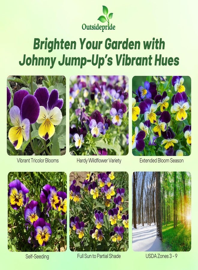 Outsidepride Johnny Jump Up Viola Wild Flower Seeds - 5000 Pcs Easy-to-Grow, Compact & Hardy Perennial Seeds for Planting Outdoors, Ideal for Pollinators, Garden Beds, Containers, & Hanging Baskets - Image 2